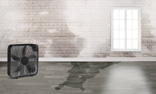 Best Mold removal after water damage  in Armona, CA